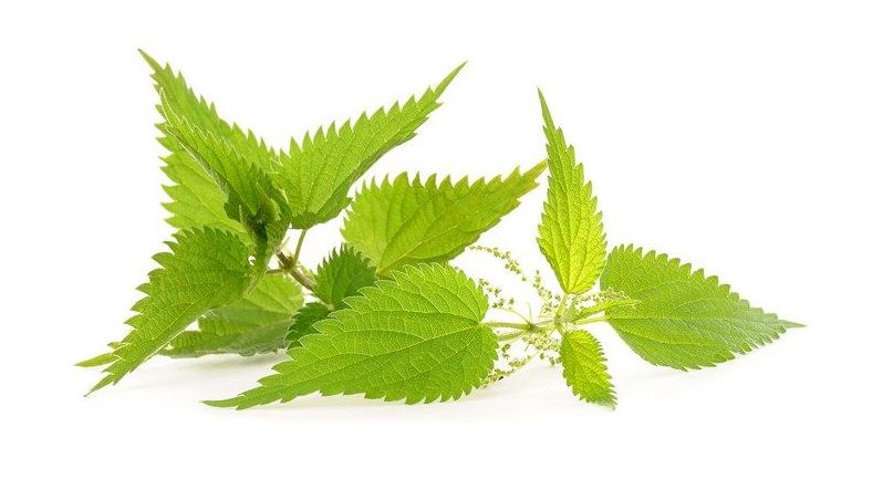 Poudre d'ortie piquante, Neem, phitofilos, henné, anti chutte, cheveux propriétés antiseptique et germicide naturel, insecticide et fongicide naturel, il lutte contre les poux, assainit le cuir chevelu, affections, pellicules, démangeaisons, psoriasis, dermite, eczéma, hydratant, pour les peaux grasses et acnéiques.