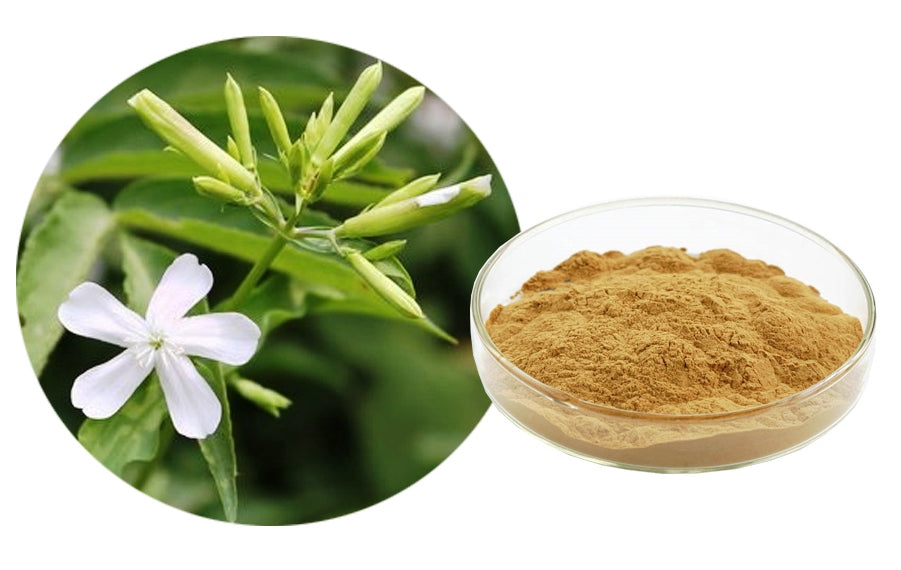 "sapo", qui signifie "savon" en latin. La Saponaire est une plante riche en saponines, fort pouvoir moussant. cuirs chevelus sensibles et aux cheveux normaux à secs. shampoing doux, laver chevelure en douceur, mousser, sidr, shikakai, ghassoul, argile, pellicule, dermite, eczema, boutique, henne, couleur, bio, vegan