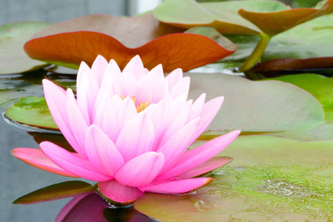 Poudre de Lotus Sacré, ECOCERT